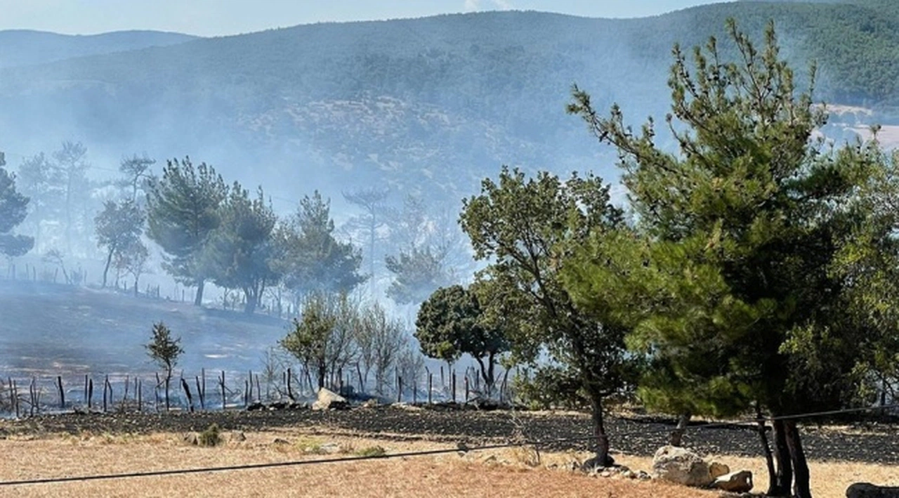 Çanakkale'de orman yangını