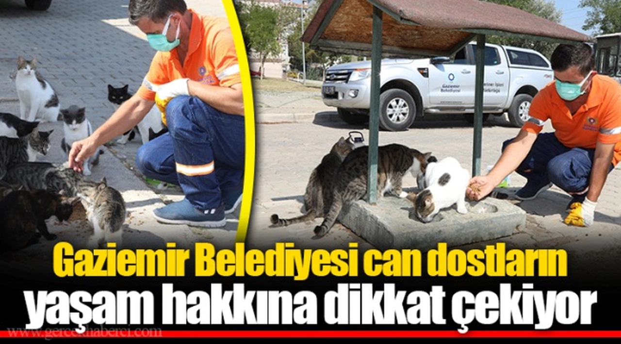 Gaziemir Belediyesi can dostların yaşam hakkına dikkat çekiyor