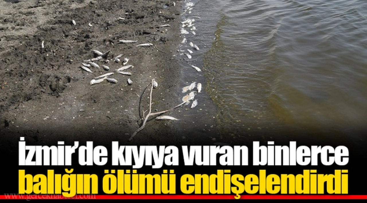 İzmir’de kıyıya vuran binlerce balığın ölümü endişelendirdi