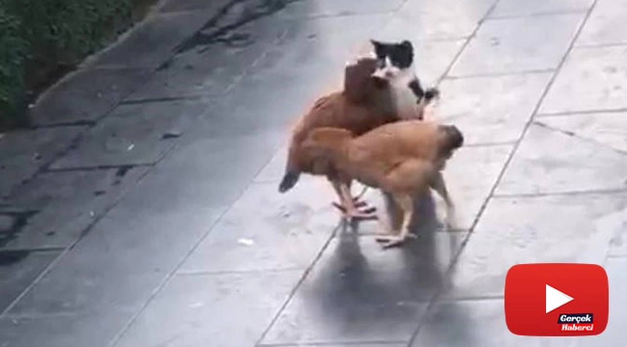 Tavukların boynuna sarılan kedi görenleri gülümsetti