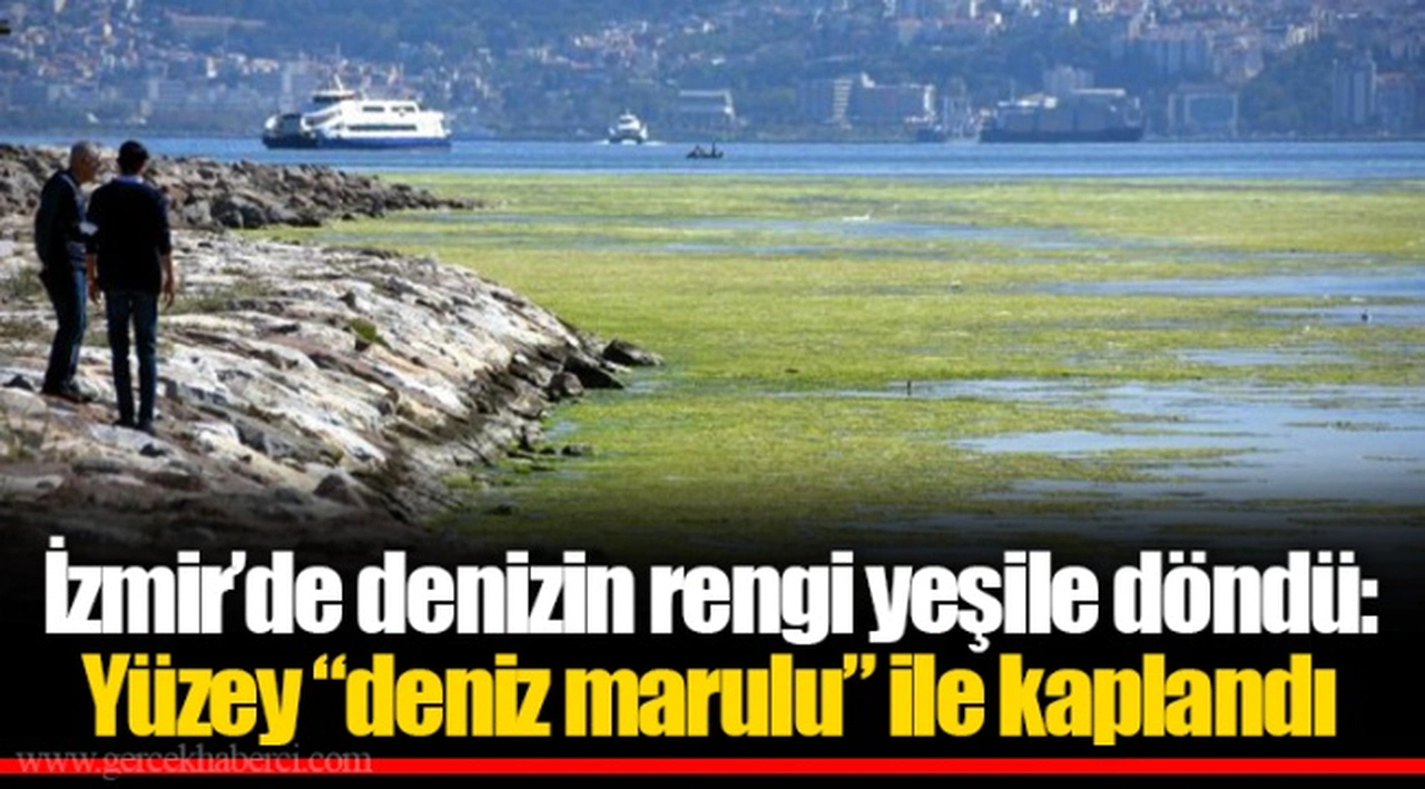 İzmir’de denizin rengi yeşile döndü: Yüzey “deniz marulu” ile kaplandı