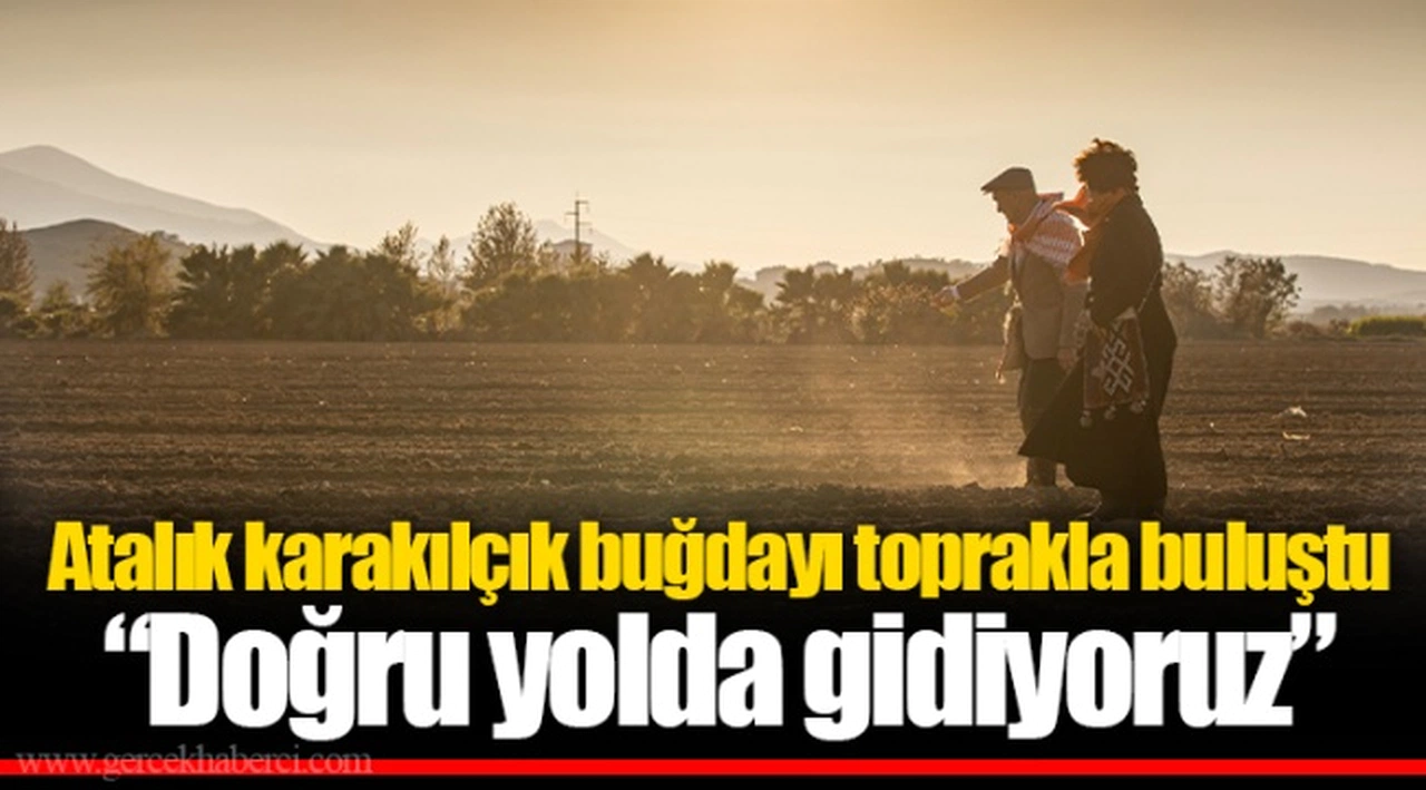 Atalık karakılçık buğdayı toprakla buluştu “Doğru yolda gidiyoruz”