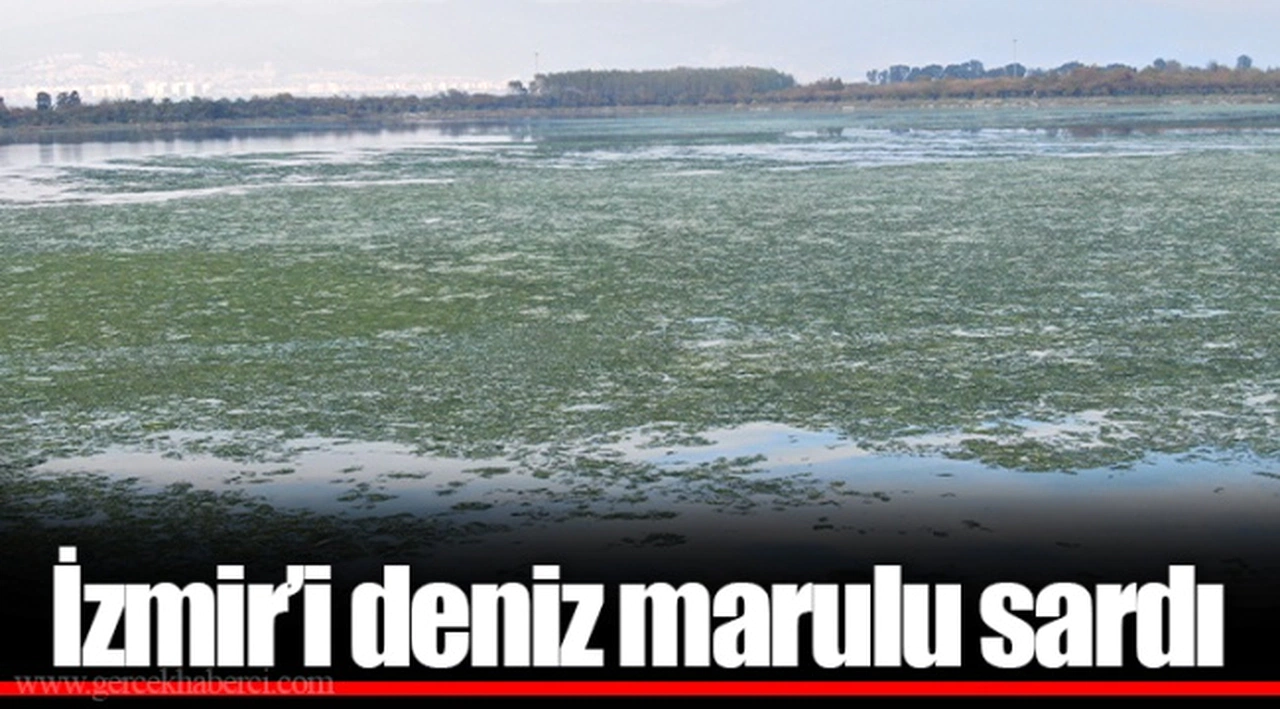 İzmir’i deniz marulu sardı