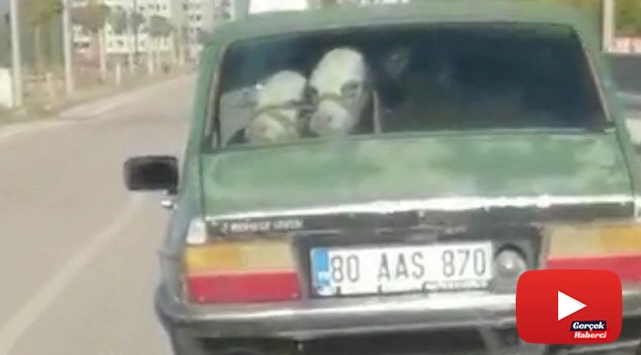 Otomobilin arka koltuğuna bir değil iki dana oturttu