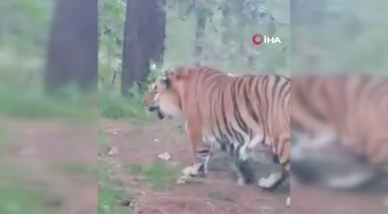 Yol kenarında başıboş gezen Bengal kaplanı görenleri şaşırttı
