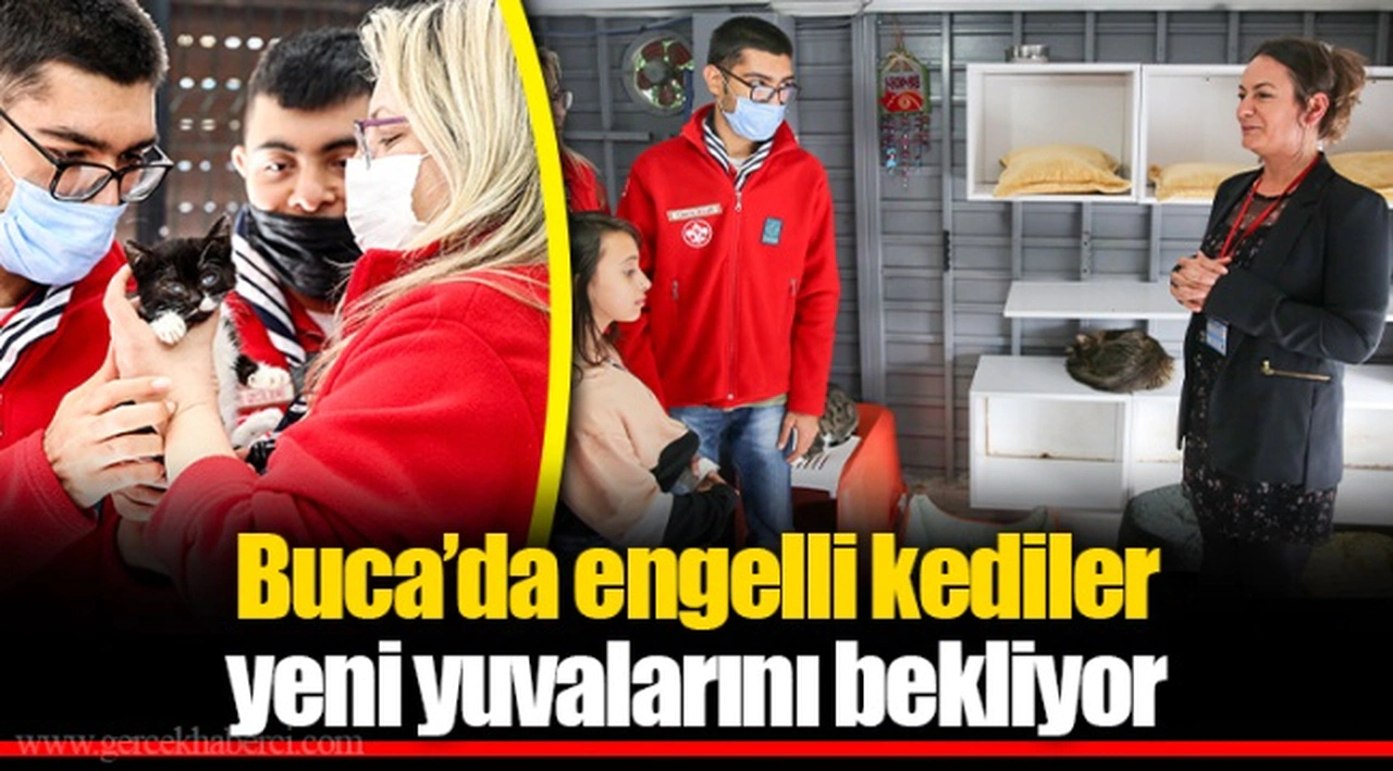 Buca’da engelli kediler yeni yuvalarını bekliyor