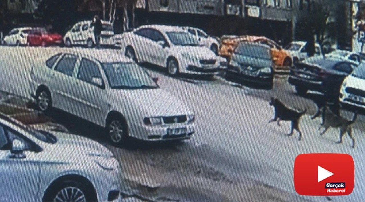 Çankaya sokaklarında sokak köpekleri dehşeti