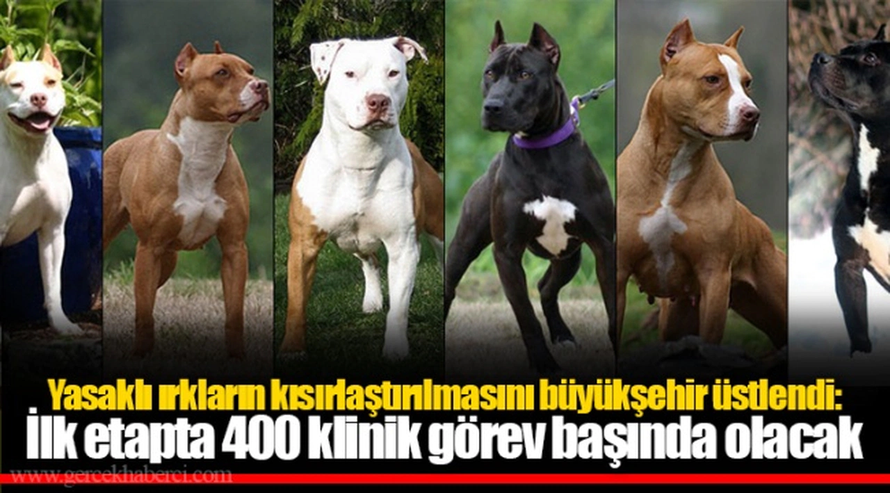 Yasaklı ırkların kısırlaştırılmasını büyükşehir üstlendi: İlk etapta 400 klinik görev başında olacak