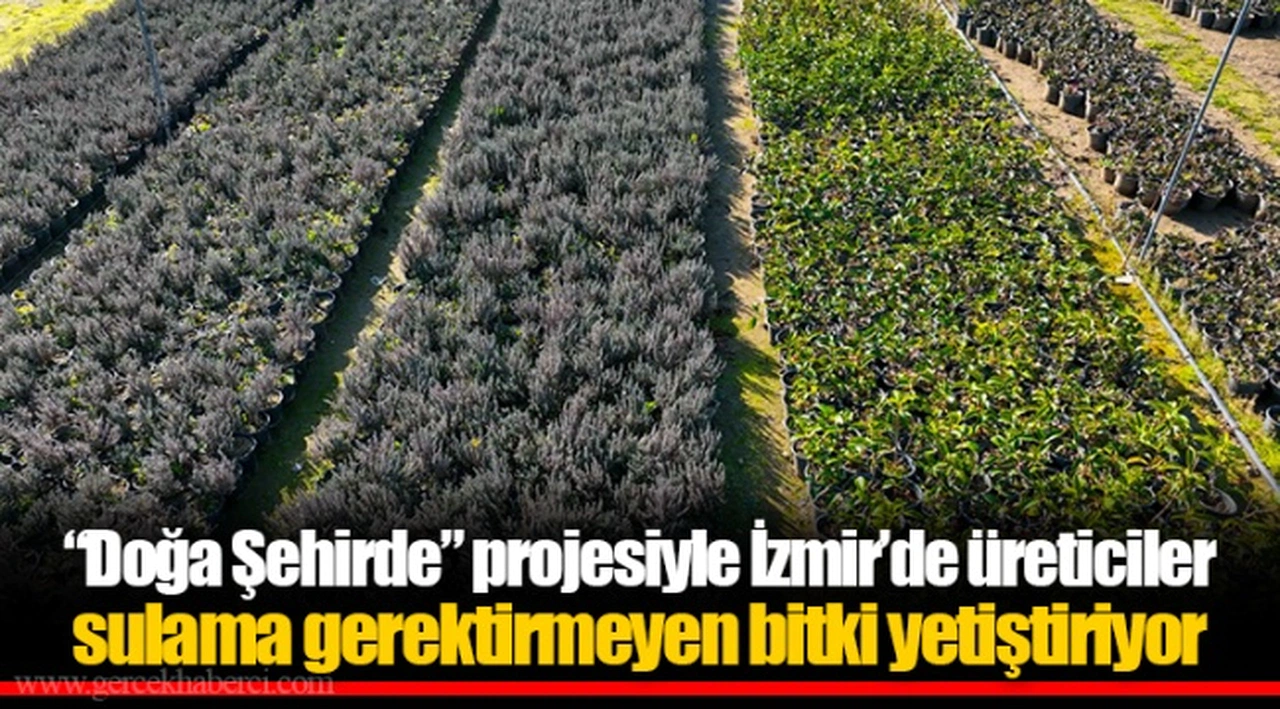 “Doğa Şehirde” projesiyle İzmir’de üreticiler sulama gerektirmeyen bitki yetiştiriyor