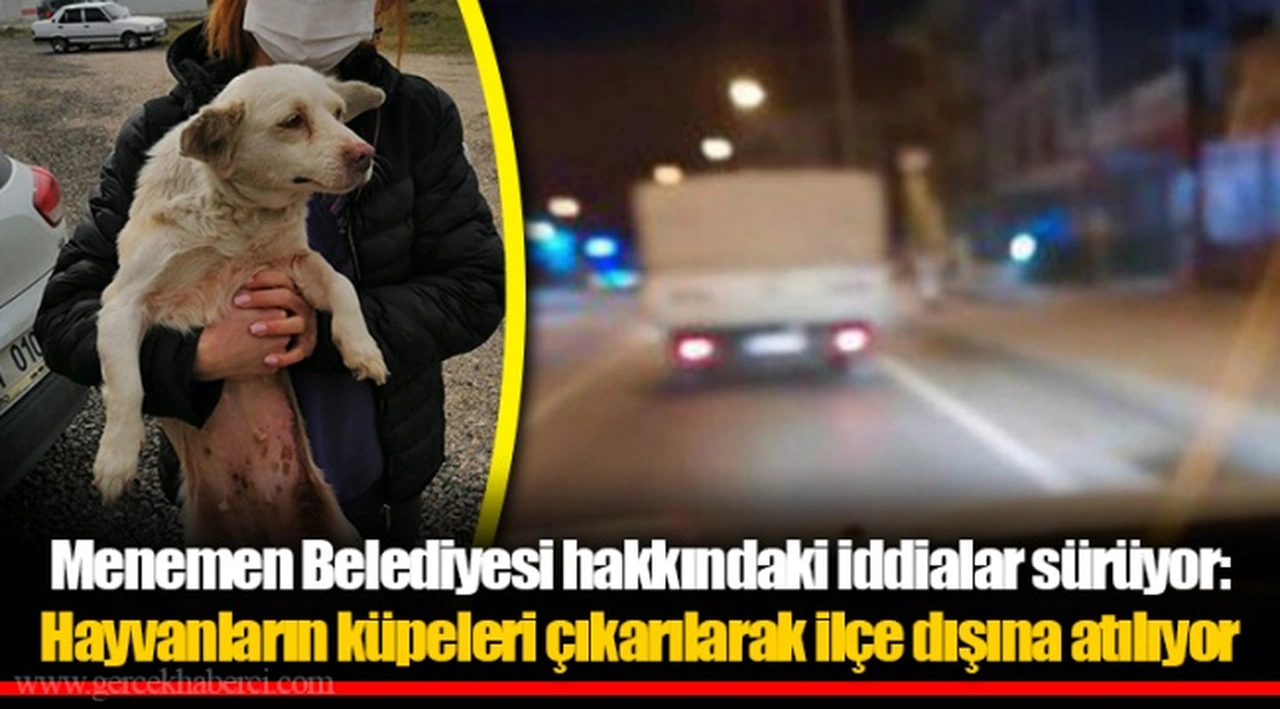 Menemen Belediyesi hakkındaki iddialar sürüyor: Hayvanların küpeleri çıkarılarak ilçe dışına atılıyor