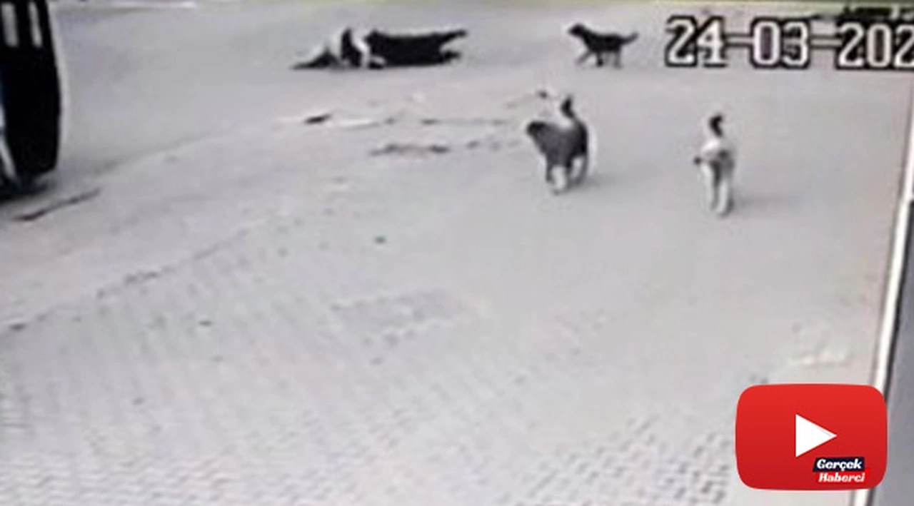 Köpeklerin saldırısından kaçarken aracın altında kalıyorlardı