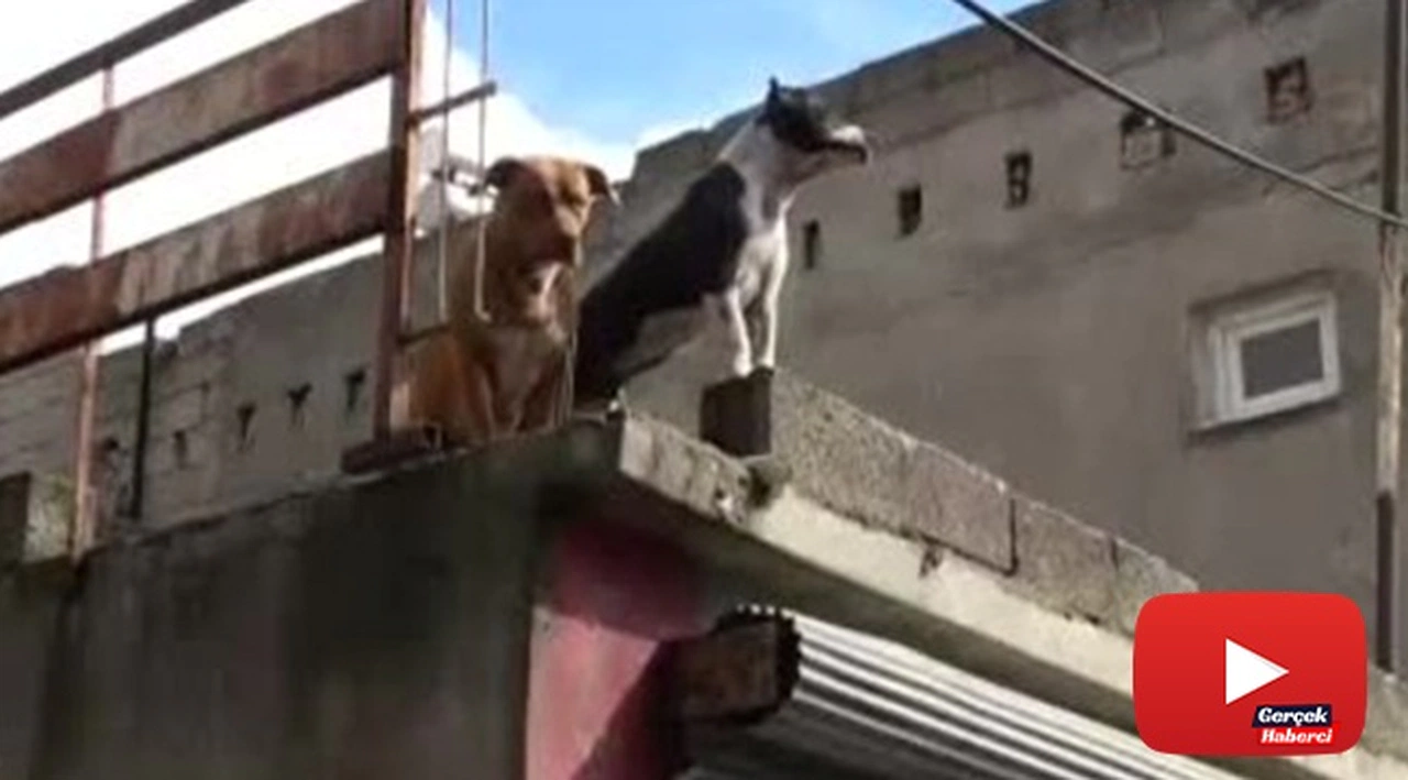 Pitbullu torbacı bonzai yakalatınca çocuk gibi ağladı