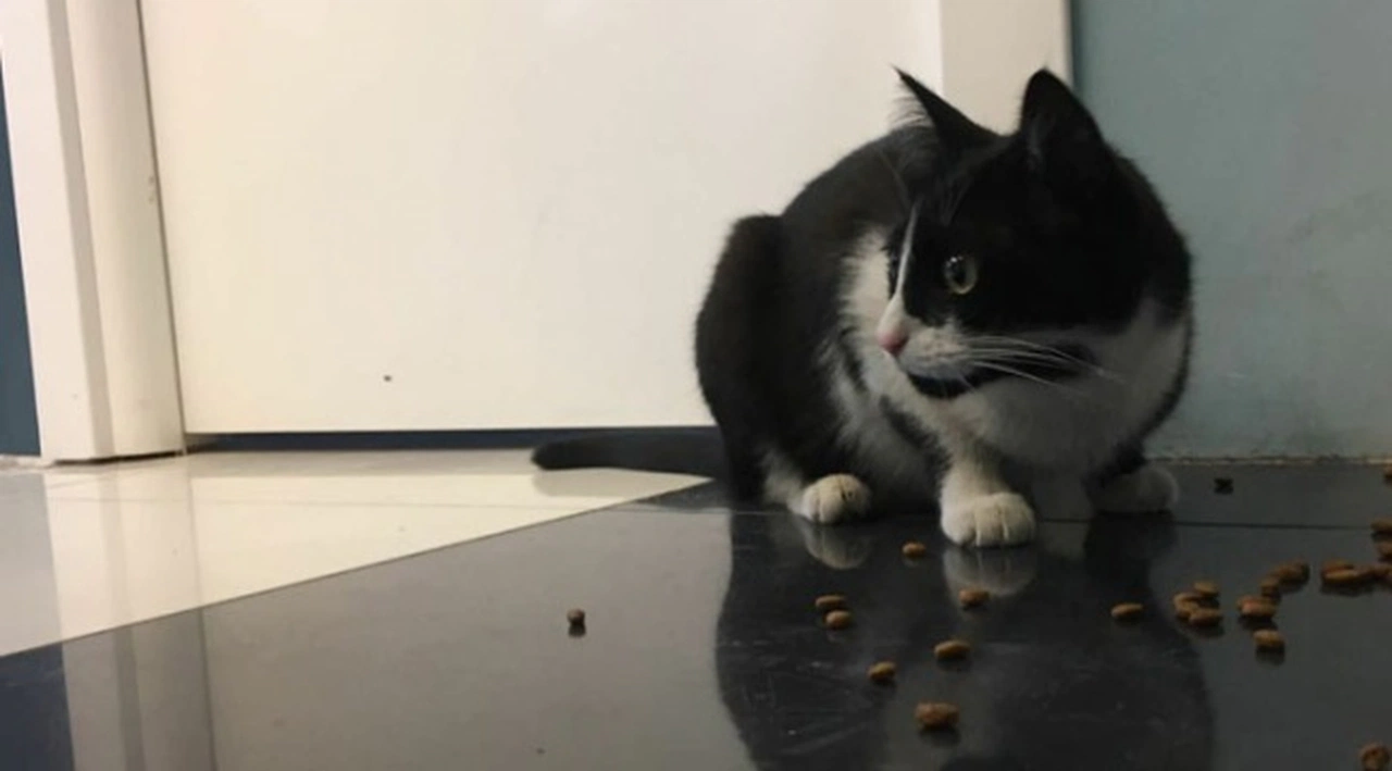 Bakanlıktan yeni karar: Kedi ve köpek satışı yasaklandı, ‘süs hayvanı’ ibaresi kaldırıldı