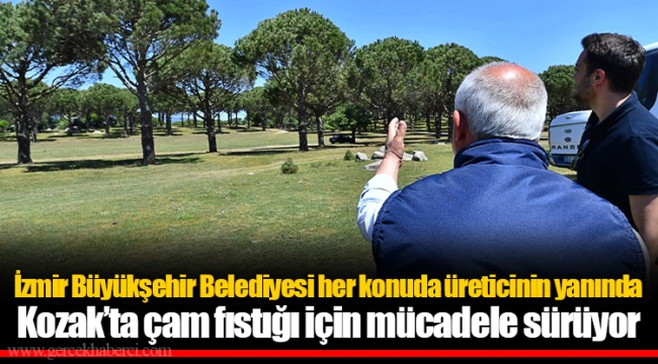 İzmir Büyükşehir Belediyesi her konuda üreticinin yanında Kozak’ta çam fıstığı için mücadele sürüyor