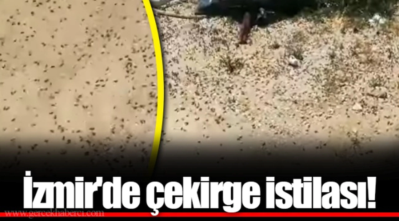 İzmir'de çekirge istilası!