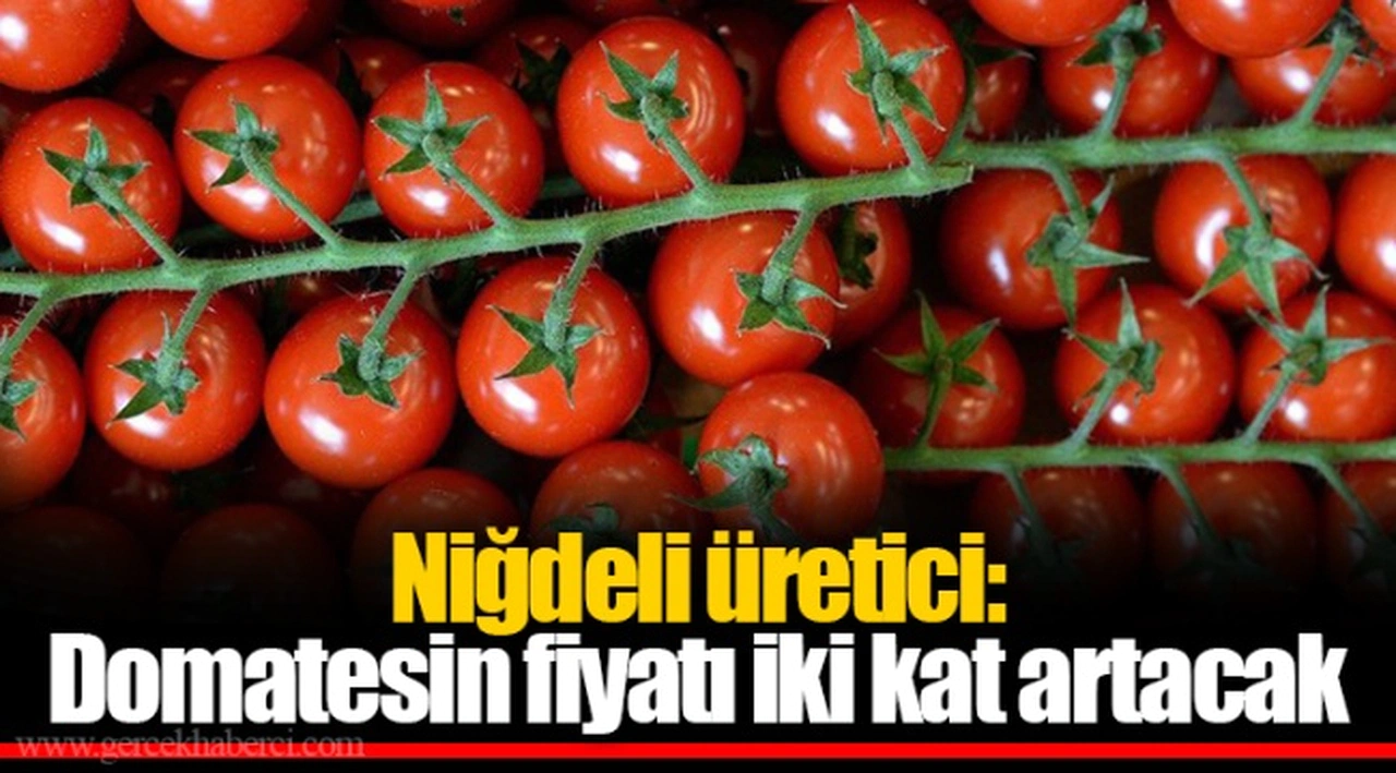 Niğdeli üretici: Domatesin fiyatı iki kat artacak