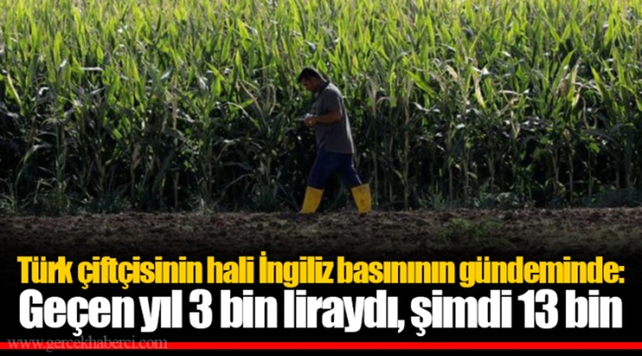 Türk çiftçisinin hali İngiliz basınının gündeminde: Geçen yıl 3 bin liraydı, şimdi 13 bin