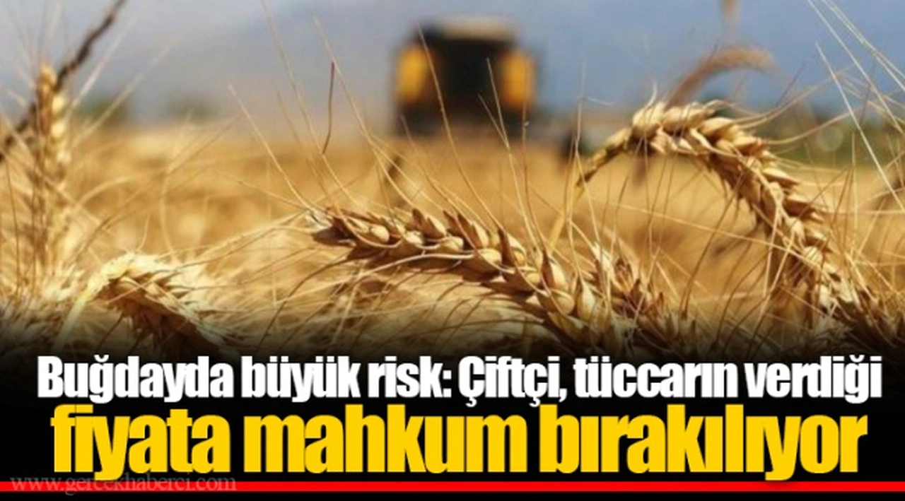 Buğdayda büyük risk: Çiftçi, tüccarın verdiği fiyata mahkum bırakılıyor