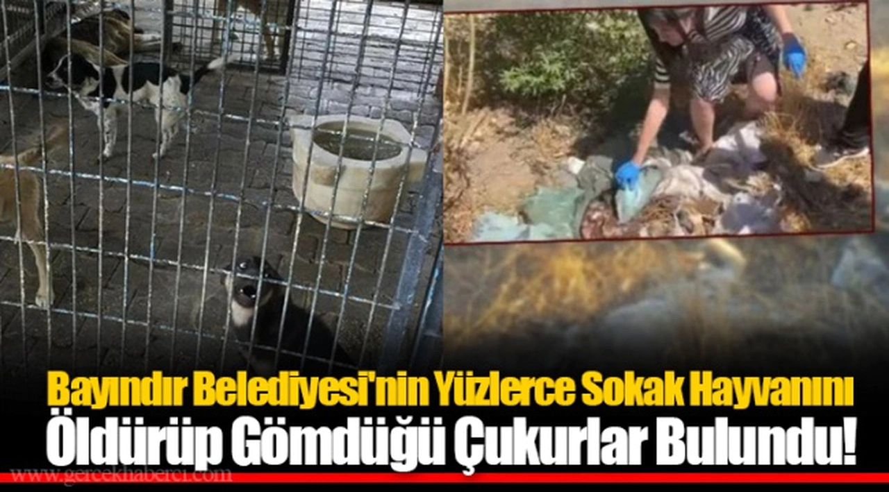 Bayındır Belediyesi'nin Yüzlerce Sokak Hayvanını Öldürüp Gömdüğü Çukurlar Bulundu!