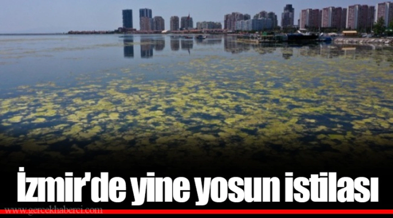 İzmir'de yine yosun istilası