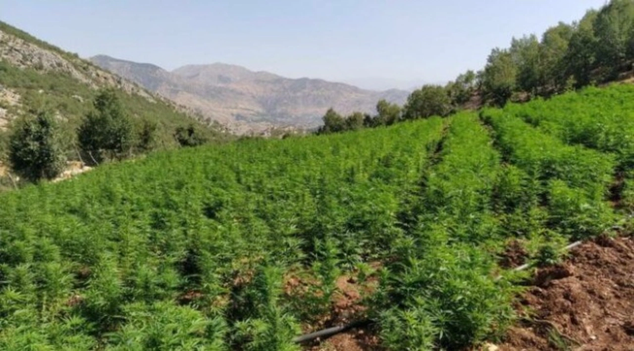 İçişleri: Diyarbakır’da 1 milyon 681 kök kenevir ele geçirildi
