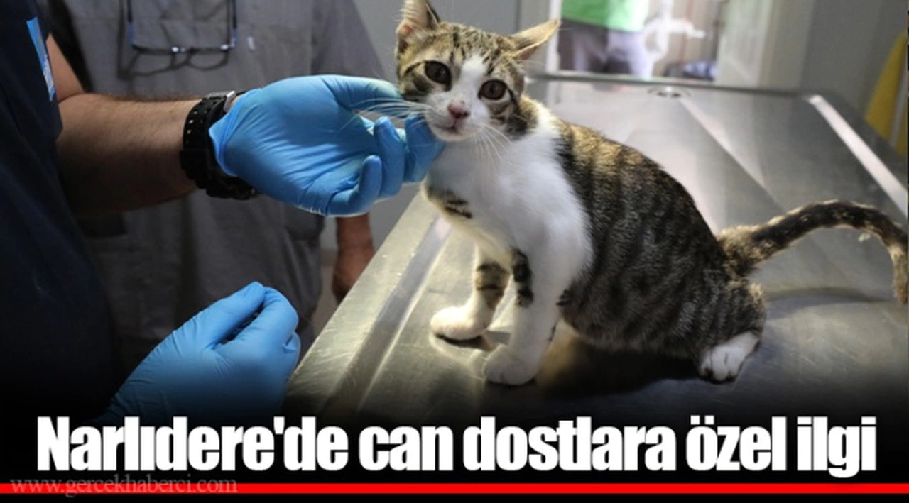 Narlıdere'de can dostlara özel ilgi