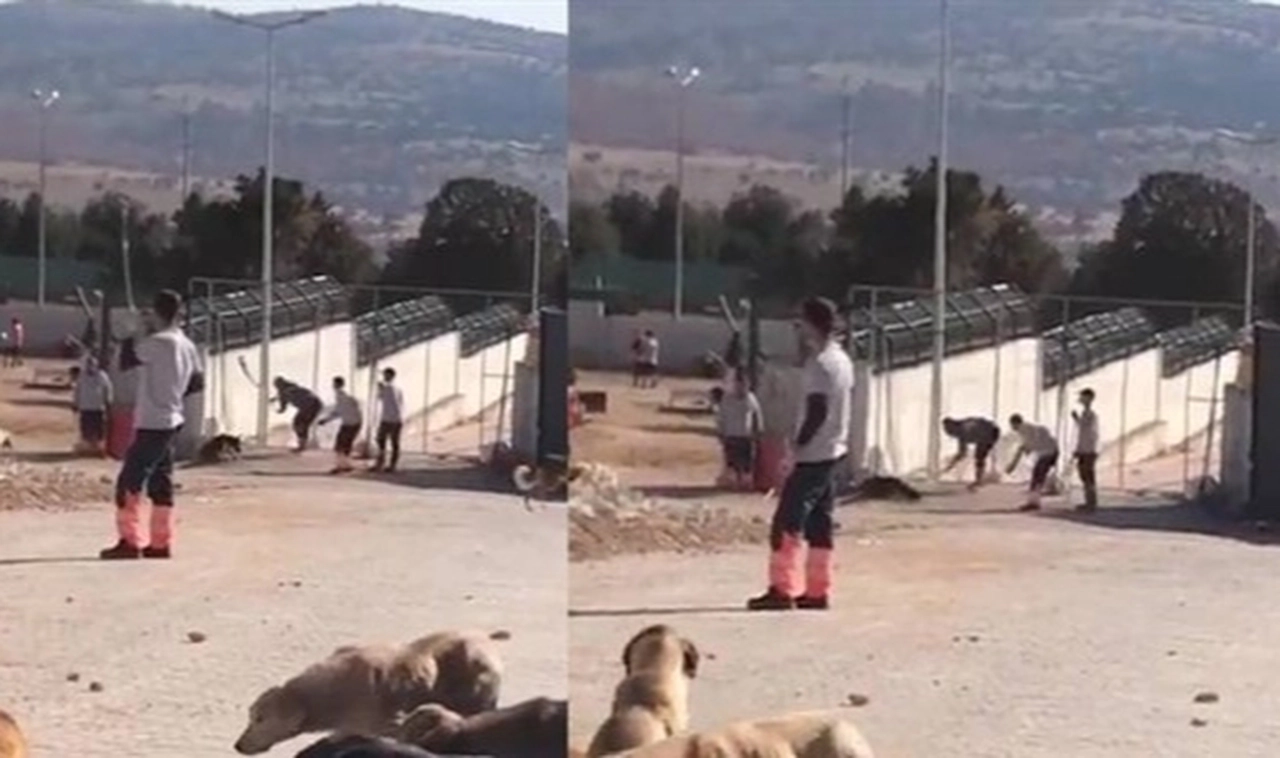 Barınak görüntüleri infial oluşturmuştu...Şube müdürü açığa alındı, 2 gözaltı