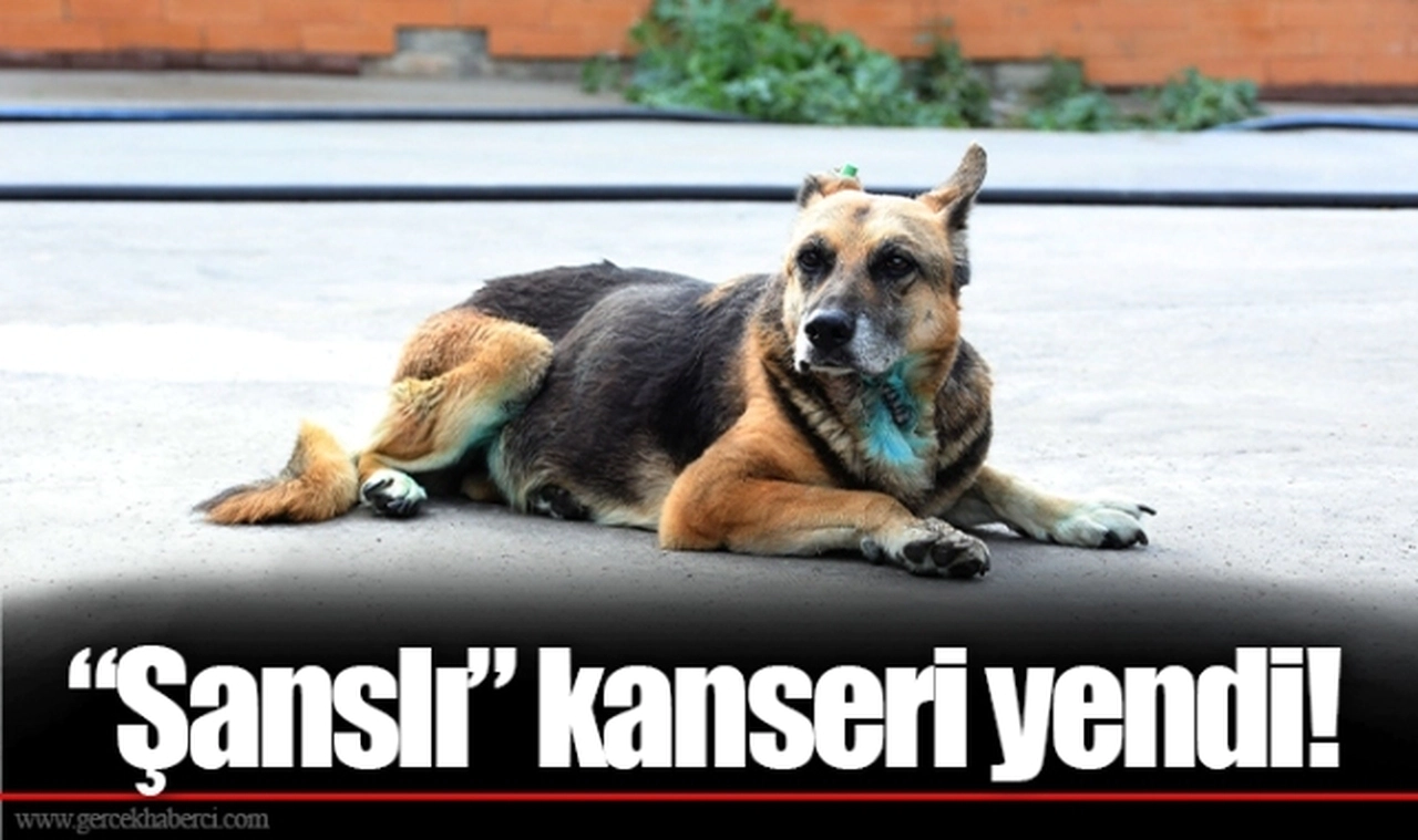 “Şanslı” kanseri yendi!