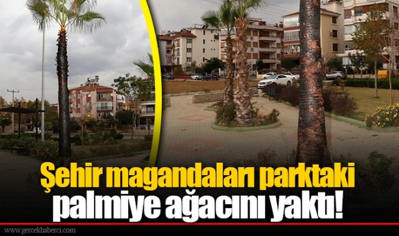 Şehir magandaları parktaki palmiye ağacını yaktı! 