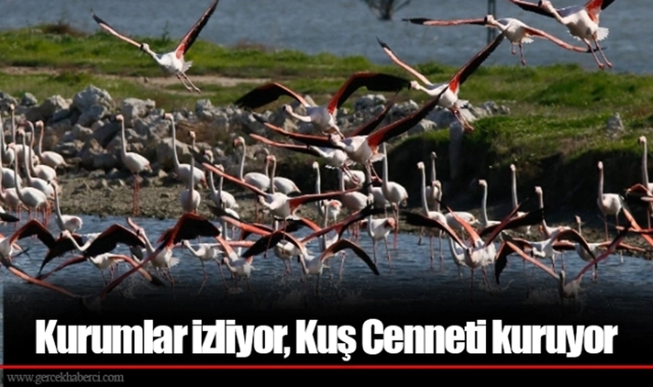 Kurumlar izliyor, Kuş Cenneti kuruyor