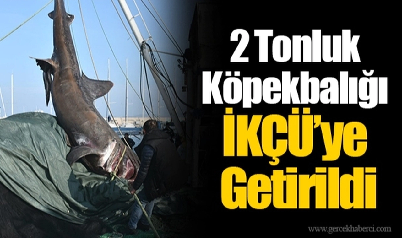 2 Tonluk Köpekbalığı İKÇÜ’ye Getirildi
