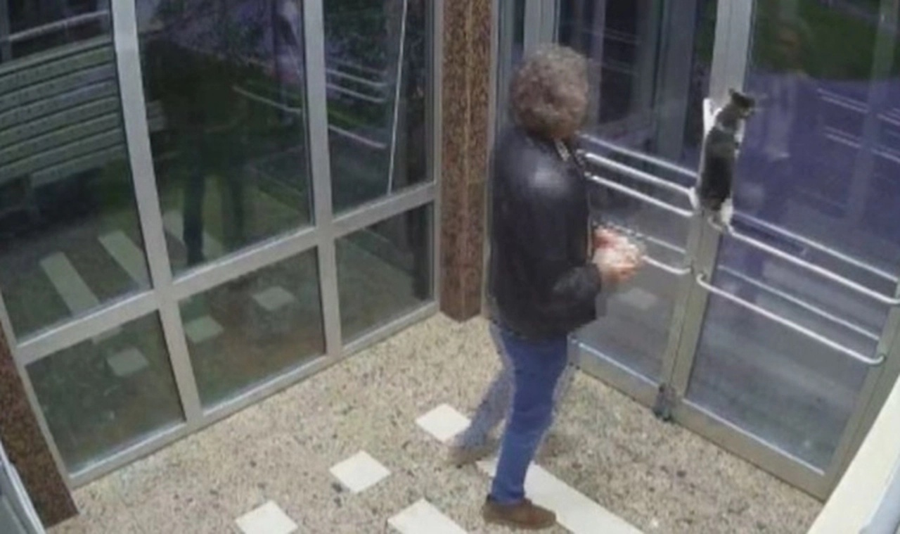 Kediye şiddet uygulayan Aytuğ Koyuncu serbest bırakıldı