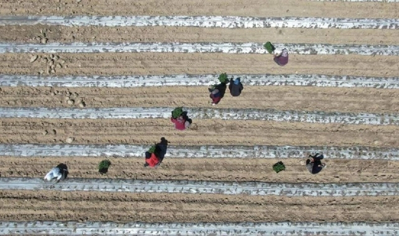 Tarımda deprem krizi: İşçi bulunamıyor, hasatlar toplanamıyor