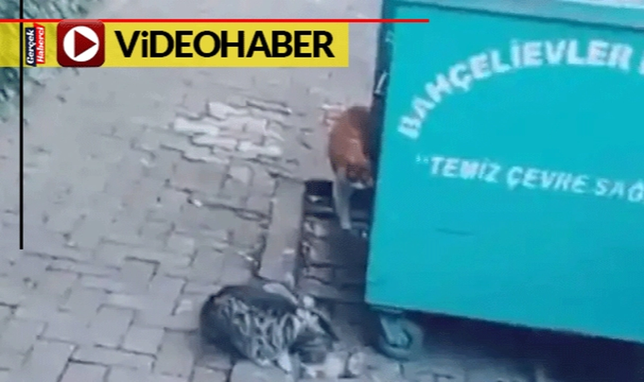 Kağıt toplayan çocuktan hayat dersi: Çöpe atılan kedi yuvalarını yerine koydu