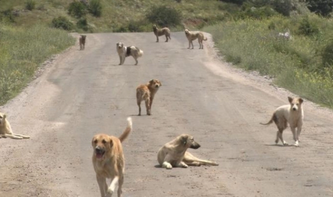 Korkunç vahşet! Yüzlerce başıboş köpek açlıktan birbirlerini yemeye başladı