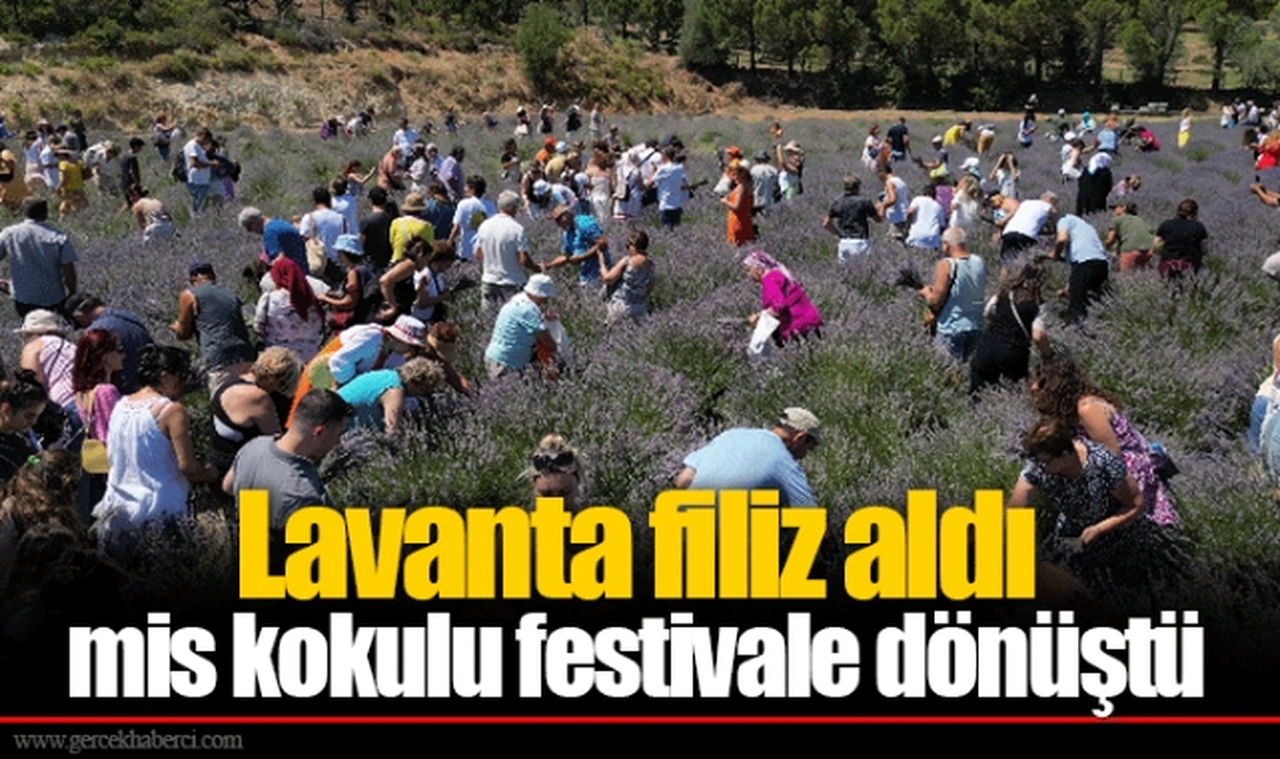 Lavanta filiz aldı mis kokulu festivale dönüştü
