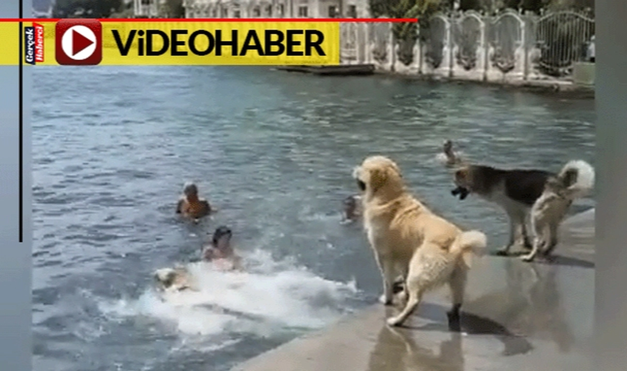 Bebek'te köpeklerin deniz keyfi sosyal medyada gündem oldu