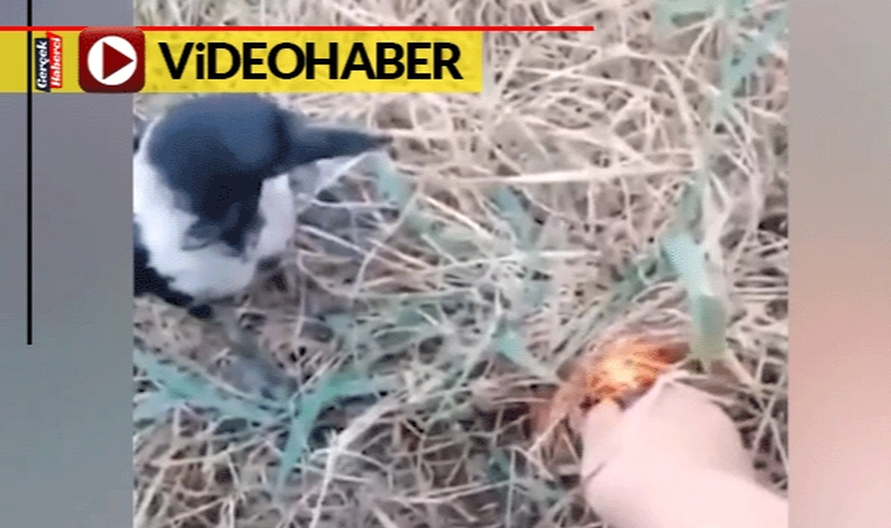 Bu kuşlara yangın söndürmek öğretilmedi... İzleyenler, yangın söndüren bu kuşlara şaşırdı