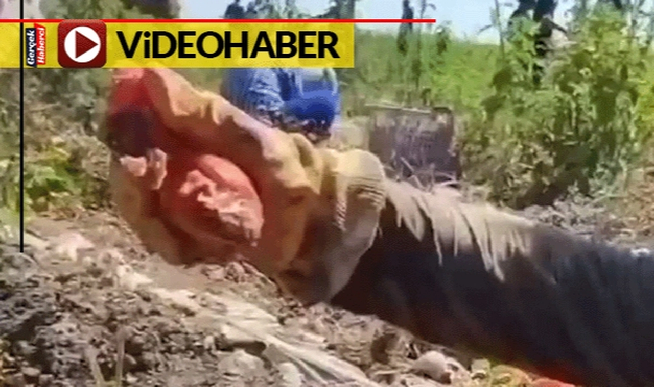 Çürümüş, yarısı kalmış domatesler... Video çekip uyardı: Salça yemeden önce 2 kez düşünün