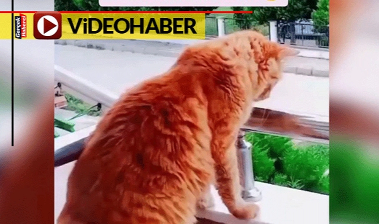 Duyanlar inanamadı... "Bana ne" diyen kedi sosyal medyanın gündeminde