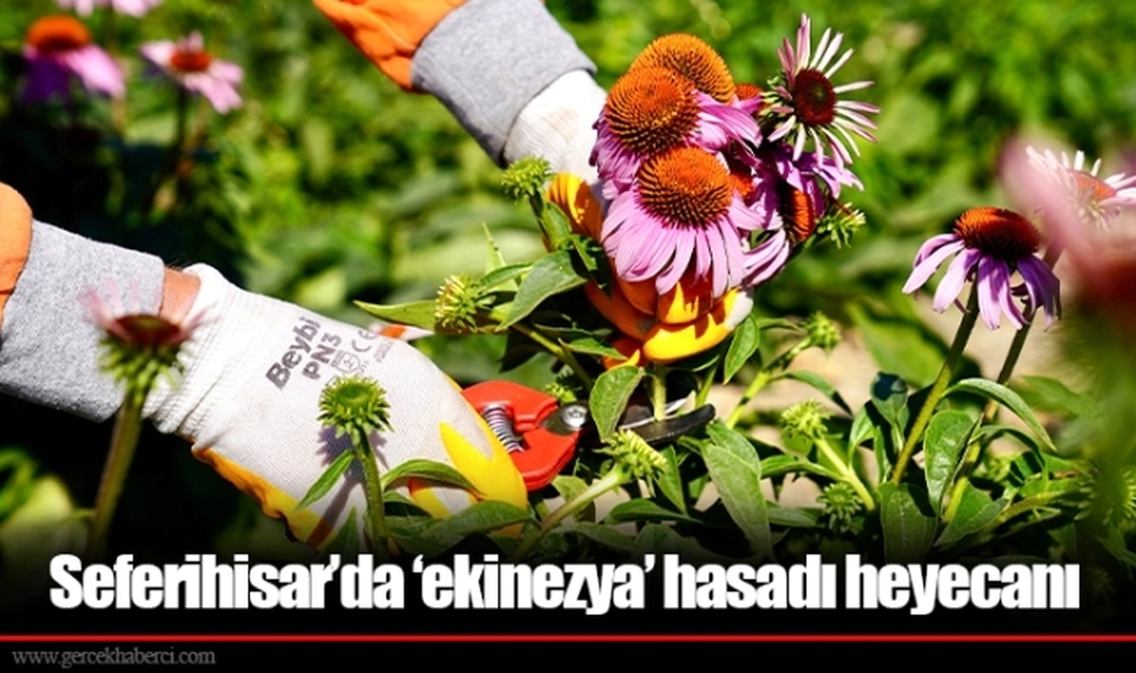 Seferihisar’da ‘ekinezya’ hasadı heyecanı