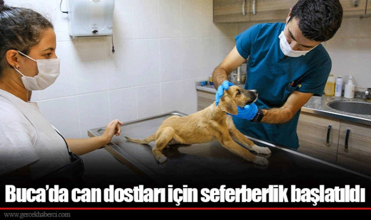 Buca’da can dostları için seferberlik başlatıldı