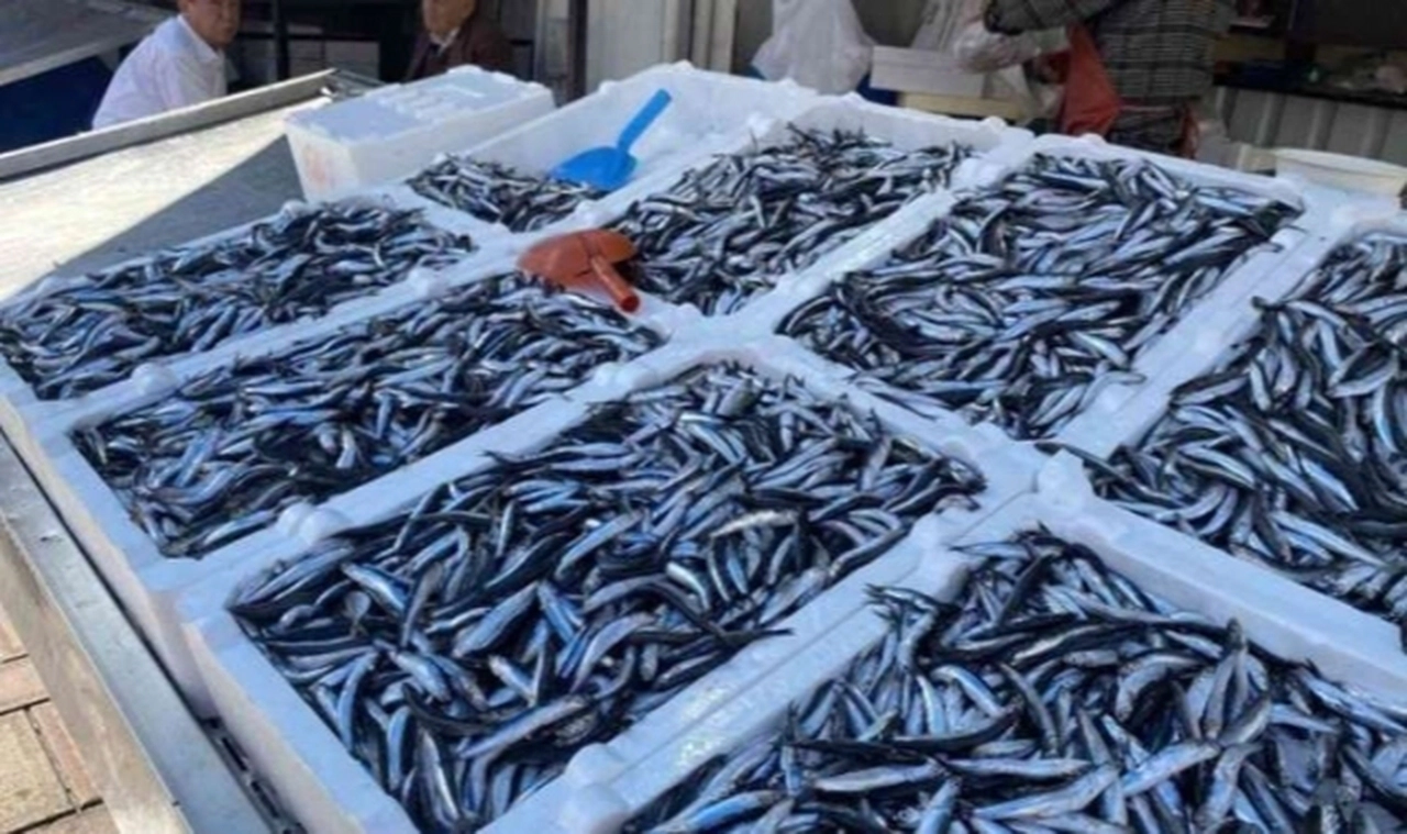 Hava muhalefeti balık fiyatını vurdu! İşte balık fiyatları