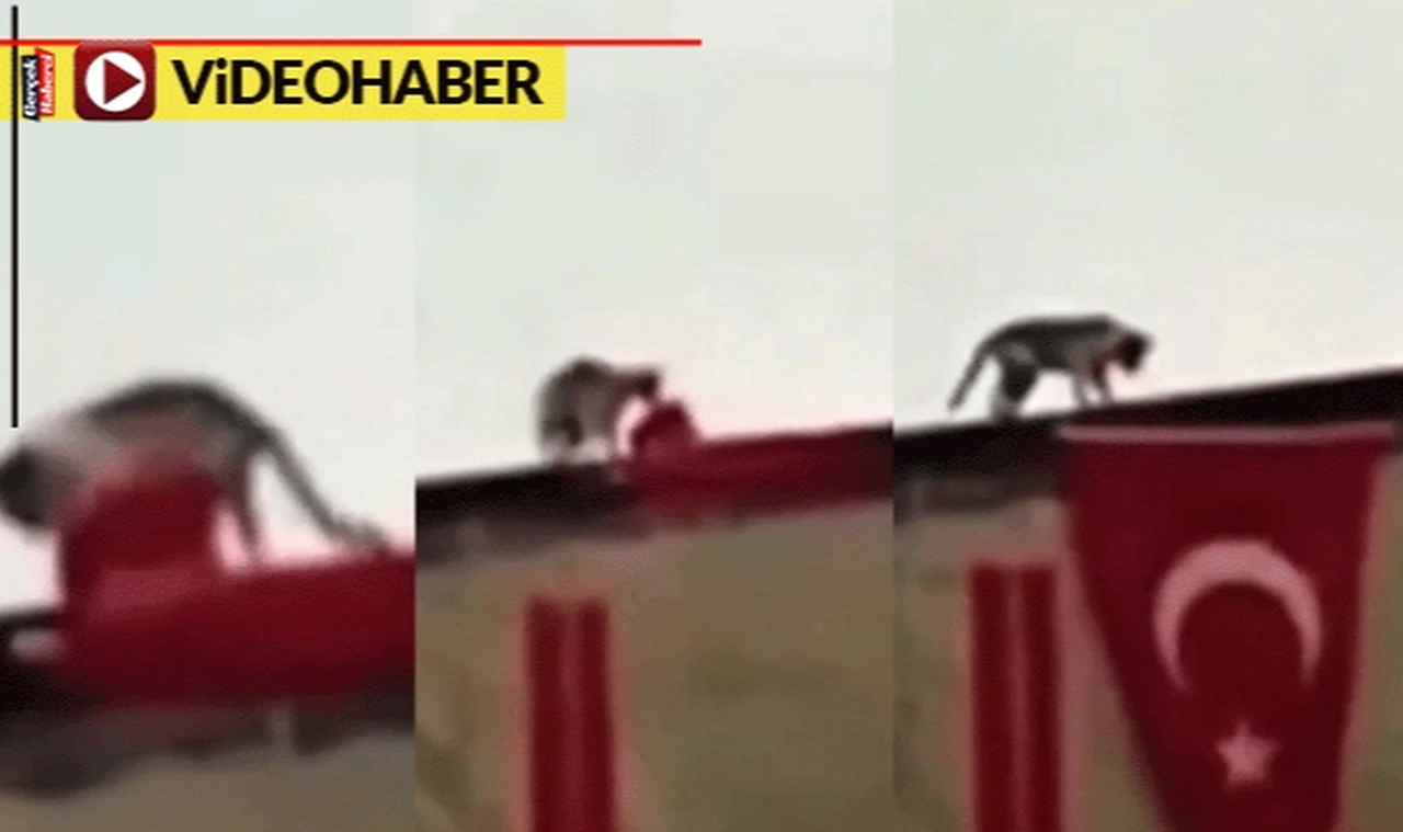 Türk bayrağı birbirine dolandı, kedi patileriyle böyle düzeltti: "Cumhuriyet kedisi"