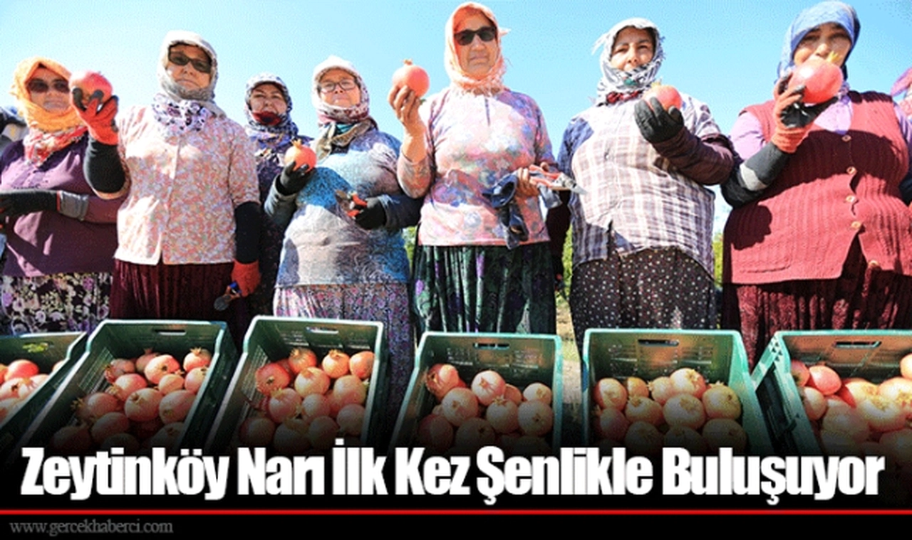 Zeytinköy Narı İlk Kez Şenlikle Buluşuyor
