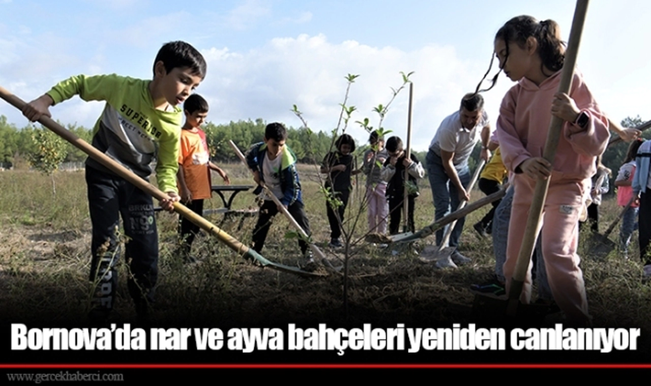 Bornova’da nar ve ayva bahçeleri yeniden canlanıyor