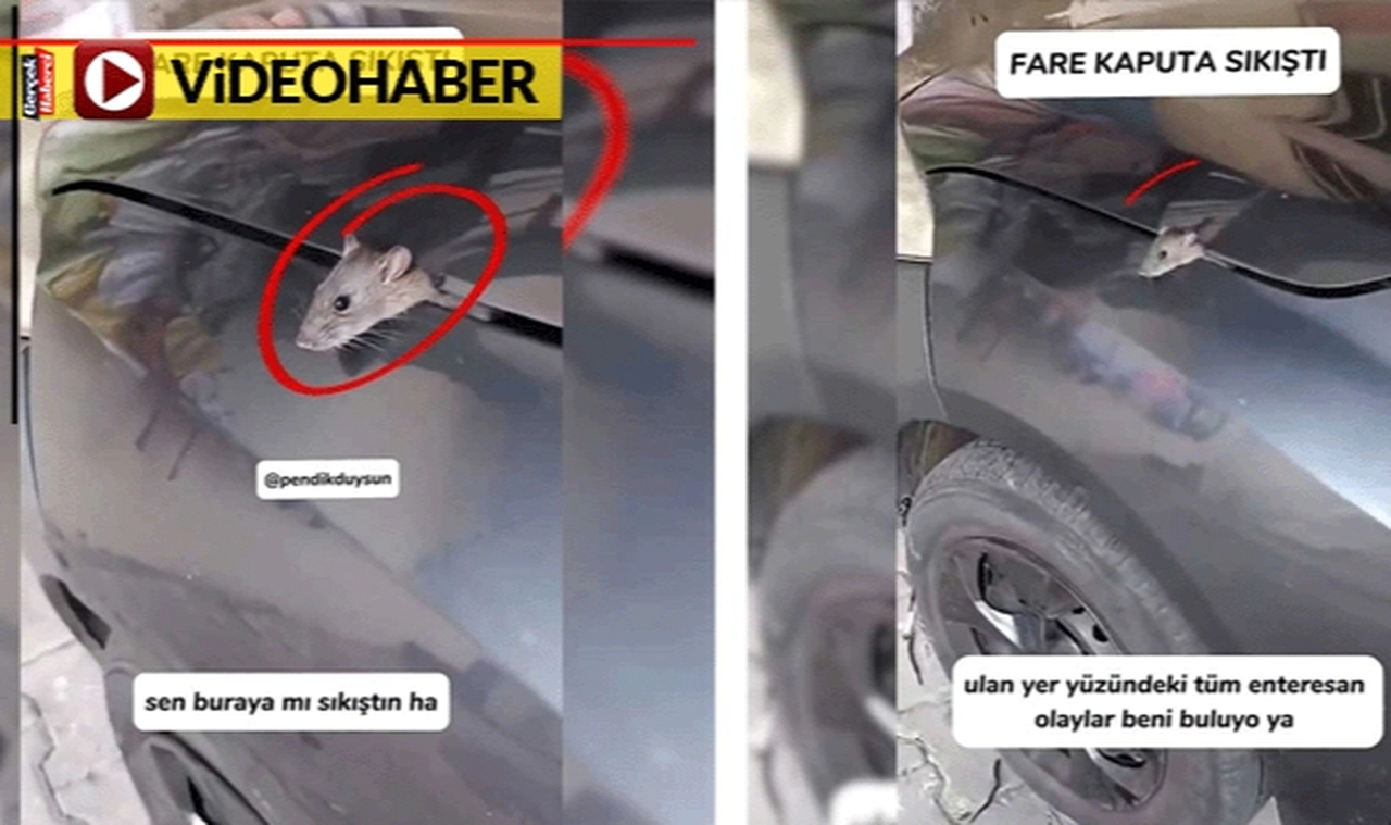 Enteresan olay: Fare kaputa sıkıştı