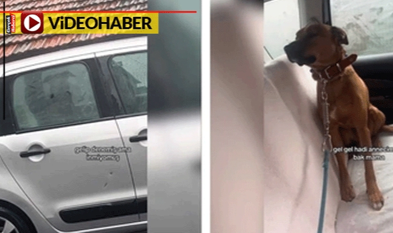 Sağanak yüzünden inmedi: Anne kızın köpeği ikna etmeleri 3,5 saat sürdü
