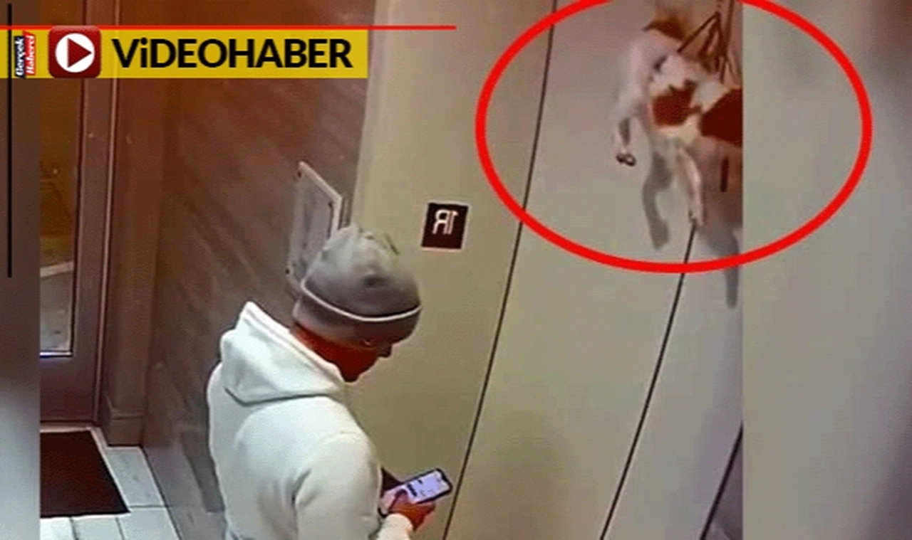 Asansöre sıkıştı: Şok geçiren köpek havlamadı bile