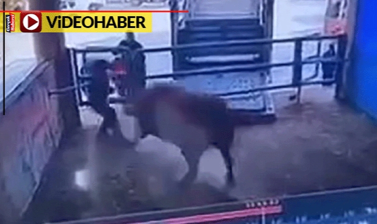 Kızgın boğa mezbahanede can aldı